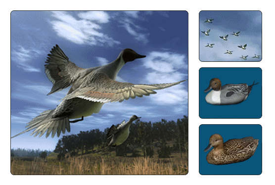 Appeau à canard : Le Migrateur