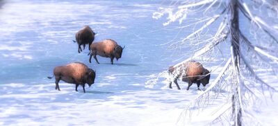 Bison1