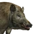 Feral hog male common