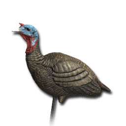Decoy turkey female