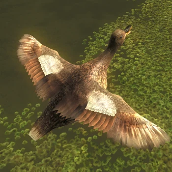 Schnatterente profil w