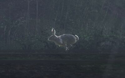  Ein Waldkaninchen auf der Suche nach einem Versteck.