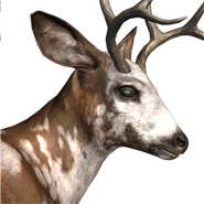 Blacktail deer male piebald.png (96 KB) Schwarzwedelhirsch