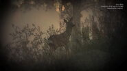 Roe Deer4