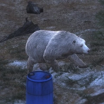 Albino Braunbär