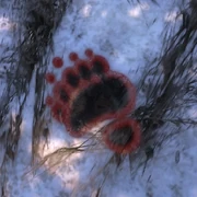 Spur Brown Bear ziehend