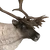 Reindeer male common