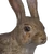European rabbit male common