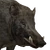 Wild boar male common