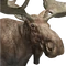 Moose male common