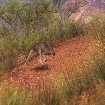 Red kangaroo hauptseite