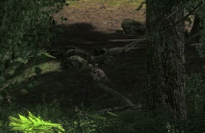  Ein aufgescheuchtes Kaninchen im Unterholz. Mit Schrot kann man es so leicht erlegen.