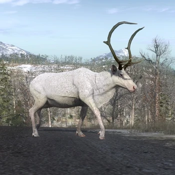 Ren albino männlich