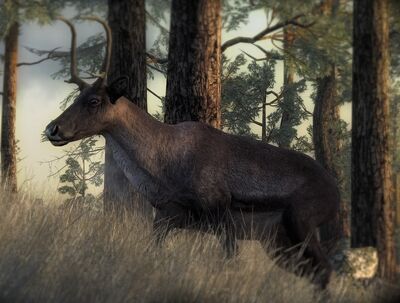  Ein kleines Weibchen