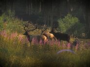 Elk melanistic