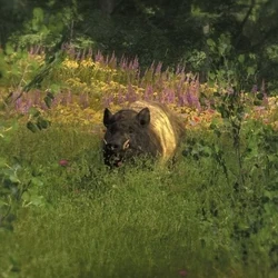 Razorback Variante gürtel