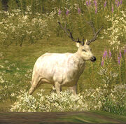 Live Albino Elk Bull 001