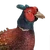 Pheasant male common