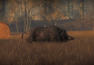 Wildschwein03