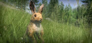 New animal eu rabbit