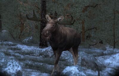 Moose 07