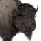 Amerikanischer Bison