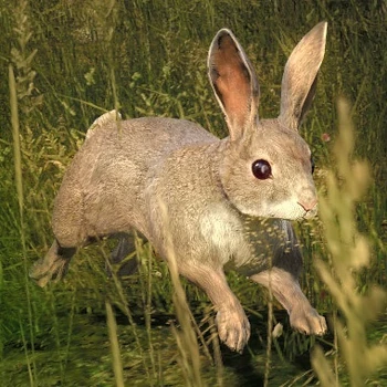 Kaninchen Hauptseite