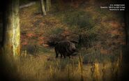 Wild Boar3