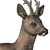 Roe deer male common