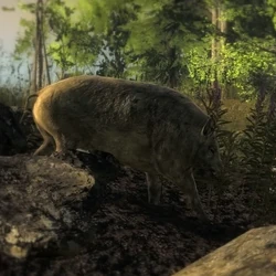 Razorback Variante hell