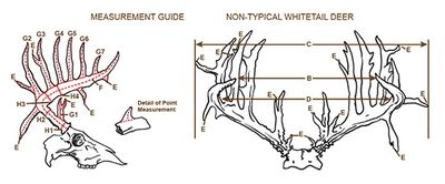 Awhitetail