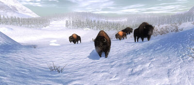 Bison2