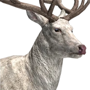 Red deer male albino.png (106 KB) Rothirsch