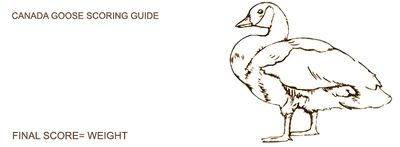 Kanadagans Punktevergabe