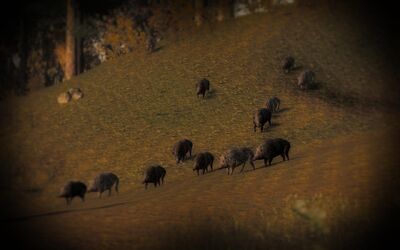 Wildschwein04