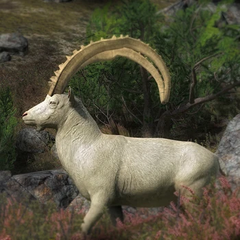 Steinbock albino