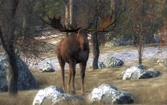 Moose 06