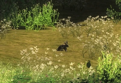  Ein Kaninchen auf der Nahrungssuche auf einer Wiese