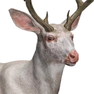 Mule deer male albino.png (92 KB) Maultierhirsch