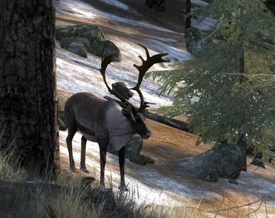  Ein mittelgroßes Männchen