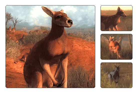 Kangourou Roux Wikia Thehunter Fandom Kangourou Roux Wikia Thehunter Fandom