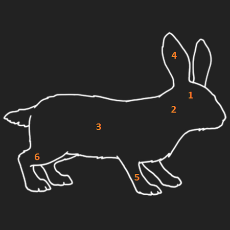 Anatomie Waldkaninchen