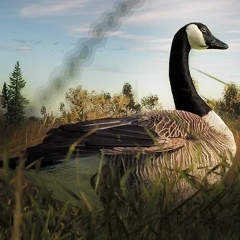 Kanadagans Hauptseite