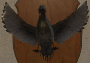 Melanistic - Front