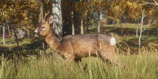 thehunter call of the wild fallow deer locations