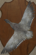 Leucistic - Back