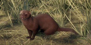 American Mink | TheHunter: Call of the Wild Wiki | Fandom