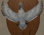 Leucistic - Front