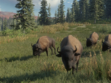 Plains Bison