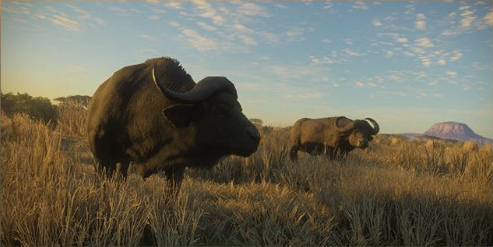 Cape Buffalo | TheHunter: Call of the Wild Wiki |